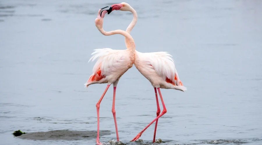 i migliori luoghi del Delta del Po per osservare i fenicotteri rosa