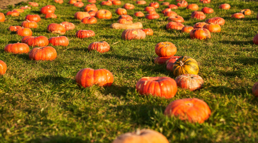 Il Villaggio delle Zucche di Nonno Andrea: un’esperienza imperdibile in Veneto ad ottobre