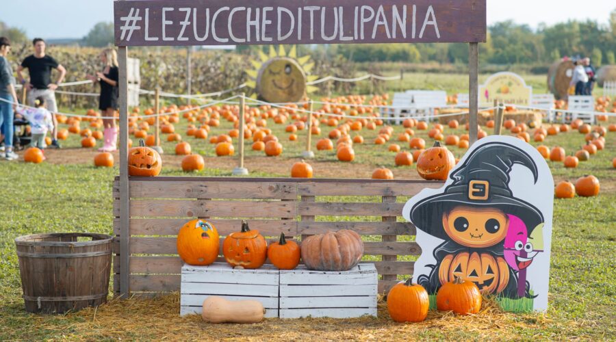 Tulipania Zucche 2026